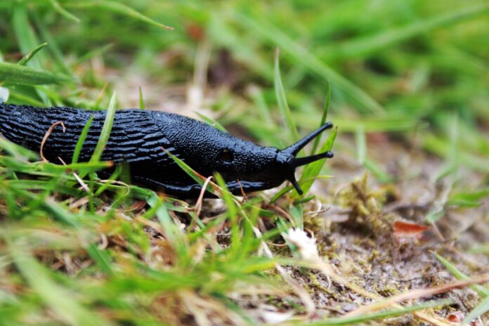 Czarny ślimak bez skorupy sunący po trawie.